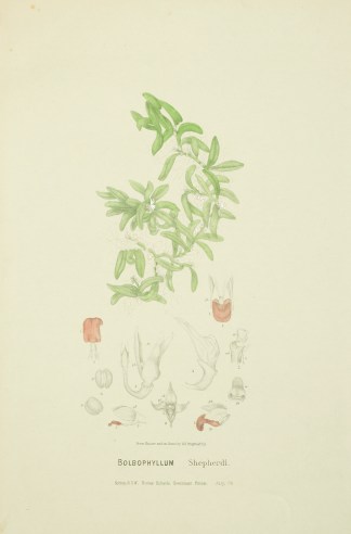 Bolbophyllum Shepherdi [Now Bulbophyllum… Australian - Fitzgerald Orchids