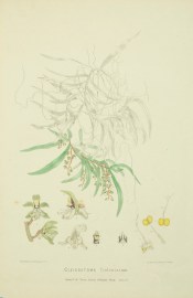 Cleisostoma Tridentatum [Common Tangle Orchid]