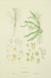 Sarcochilus Hillii [Myrtle Bells] Sarcochilus Olivaceus