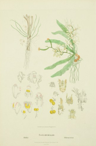 Sarcochilus Hillii [Myrtle Bells] Sarcoc… Australian - Fitzgerald Orchids