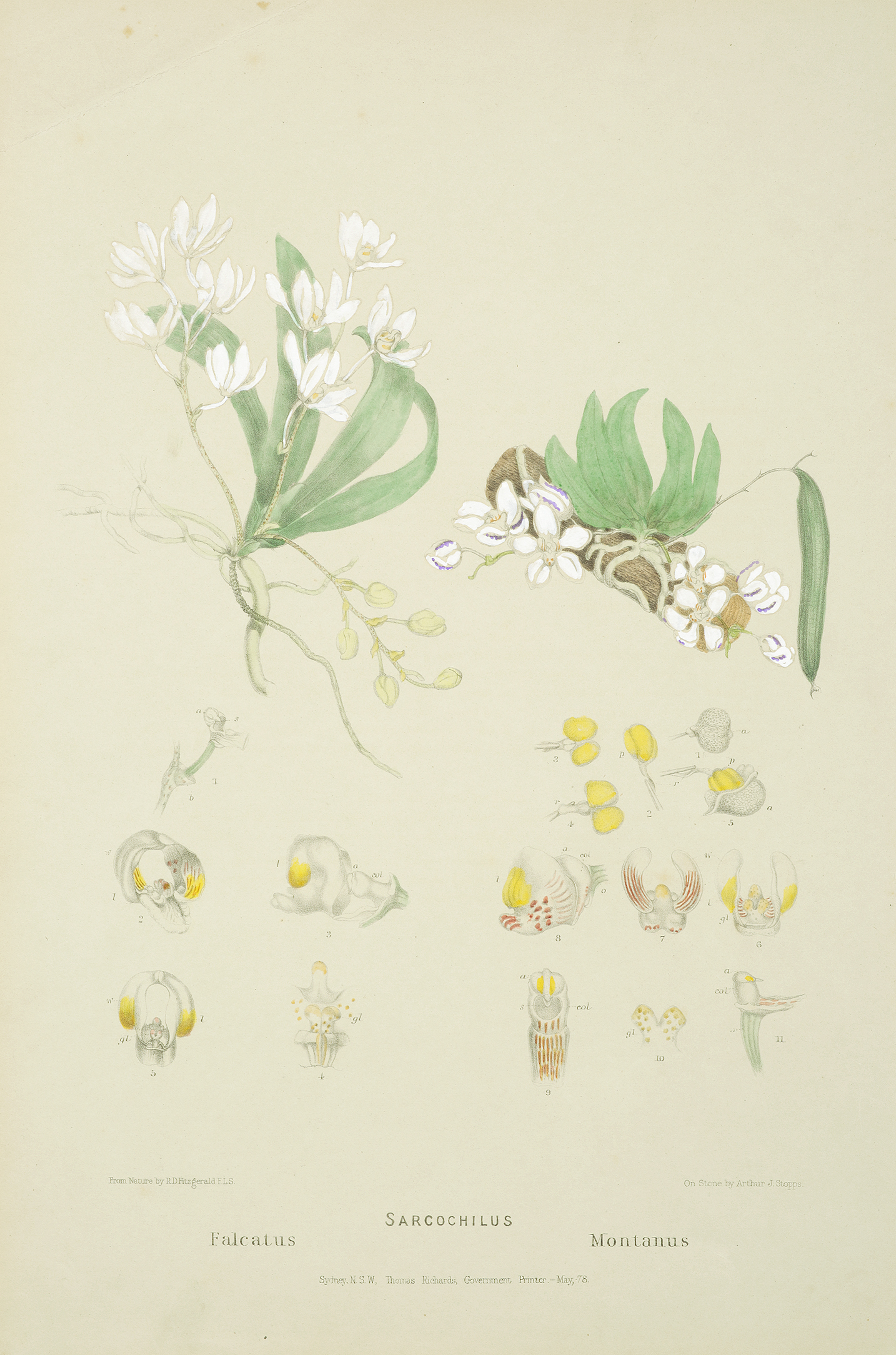 Sarcochilus Falcatus [Orange Blossom Orchid] Sarcochilus Montanus [Now Sarcochilus falcatus] - Antique Print from 1879