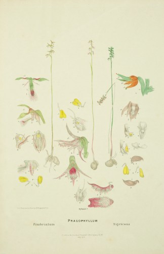 Prasophyllum Fimbriatum [Fringed midge o… Australian - Fitzgerald Orchids