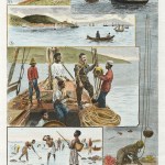 Pearling & Oysters-Pearls, Oysters, Shells etc