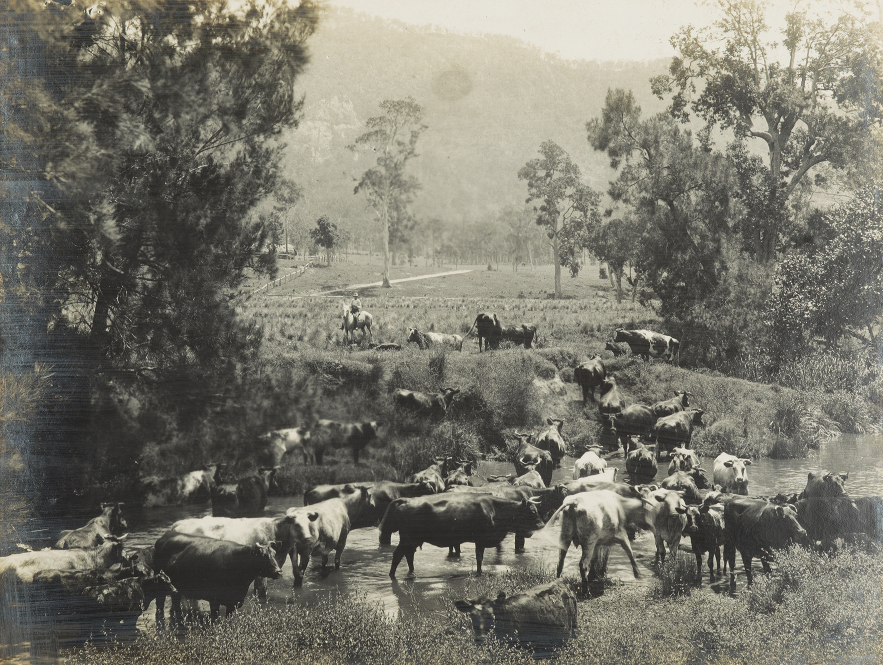 A Cattle Station near Gloucester, North Coast. - Vintage Print from 1922