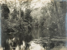 On the Freshwater River, National Park. NSW - Country On the Freshwater River, National Park.