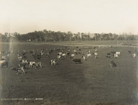 Ayrshire Dairy Herd, Bodalla, South Coast. NSW - Country Ayrshire Dairy Herd, Bodalla, South Coast.