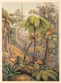 Scene in a New Zealand Forest Near Porirua. Acquisitions Maps & Prints