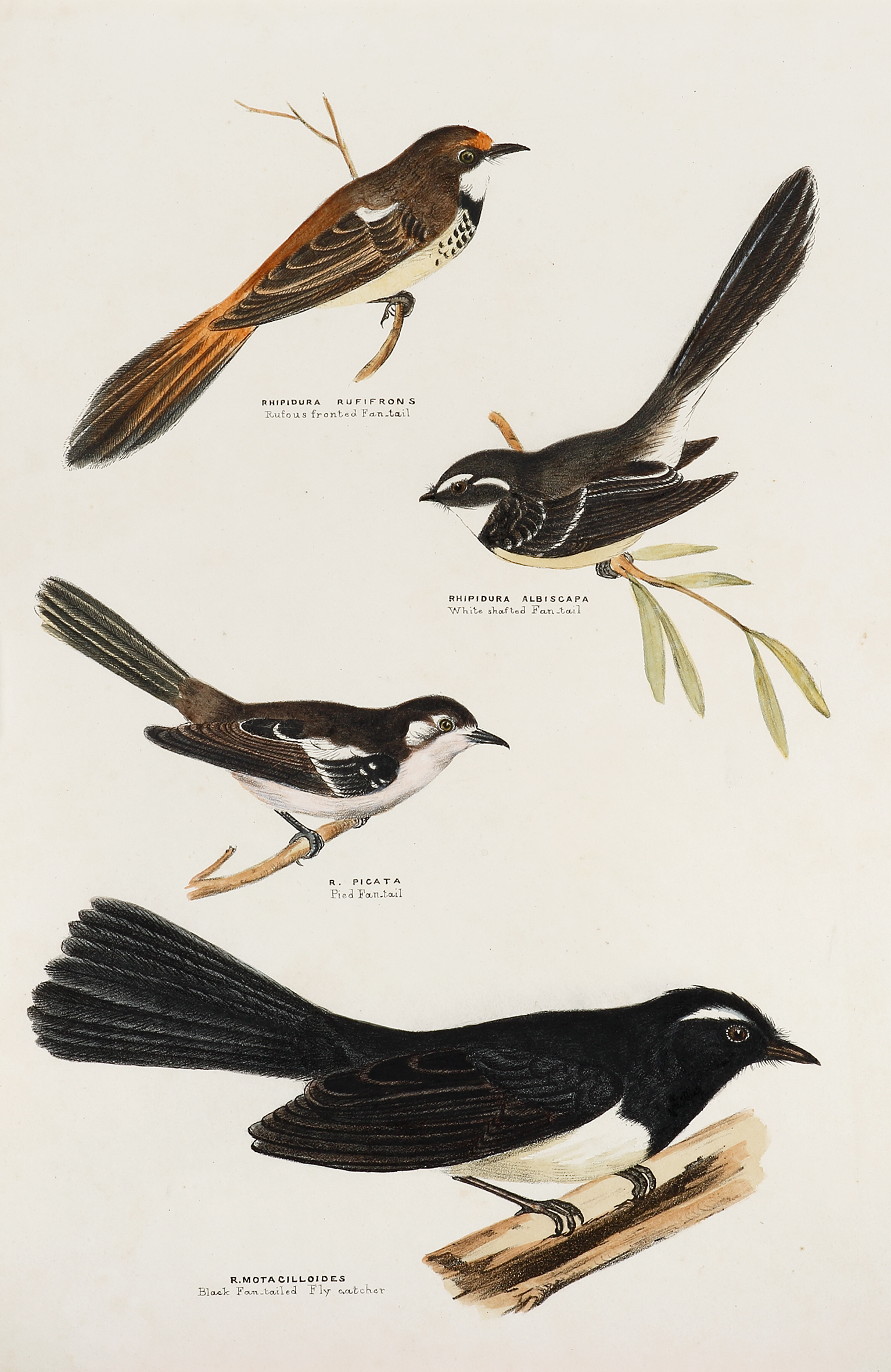 Rhipidura Rufifrons [Rufous Fronted Fan-tail], Rhipidura Albiscapa [White shafted Fan-tail], R.Picata [Pied Fan-tail], R.Motacilloides [Black Fan-tailed Fly catcher. - Antique Print from 1866