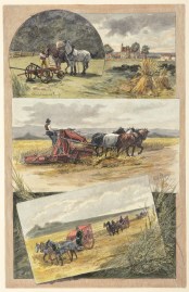 Harvesting in South Australia. General - Australiana