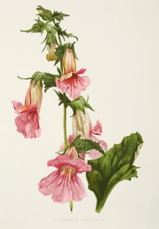 Rehmannia Angulata General / Global