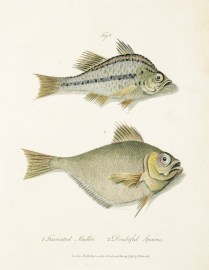 1 Fasciated Mullet. 2 Doubtful Sparus.