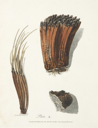 Root of the Yellow Gum Tree Australian - General