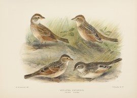 Mirafra Javanica. Bush Lark. Australian - Mathews