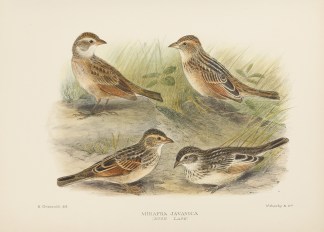 Mirafra Javanica. Bush Lark. Australian