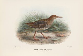 Hypotaenida Brachypus. (Slate Breasted R… Australian