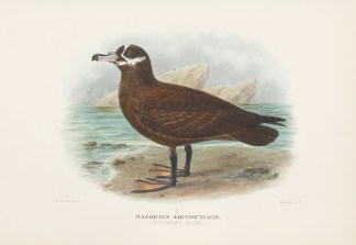 Majaqueus aequinoctialis. Spectacled Pet… Australian