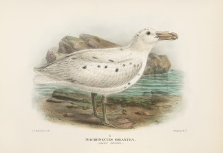 Macronectes Gigantea. Giant Petrel. Australian
