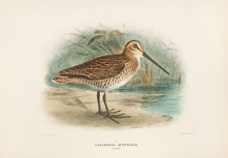 Gallinago Australis. Snipe Australian