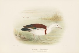 Tadorna Ruditergum. White-Headed Shieldrake. Australian - Mathews
