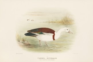 Tadorna Ruditergum. White-Headed Shieldr… Australian
