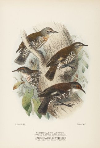 1. Cormobates Affinis. White-Browed Tree… Australian