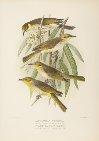 1. Sacramela plumula. Yellow-Fronted Hon… Australian