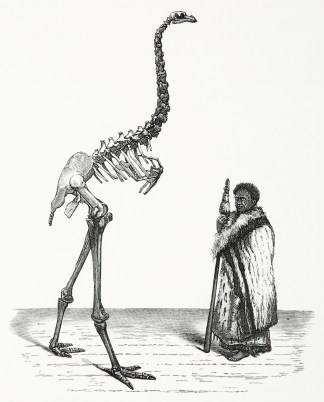 [Moa – Dinornis Elephantopus] New Zealand