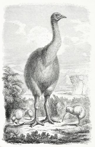 [Moa – Dinornis Elephantopus] BIRDS