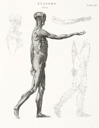 [Skeleton-lateral view] Anatomical Various