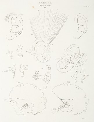 [Ear] Anatomical Various