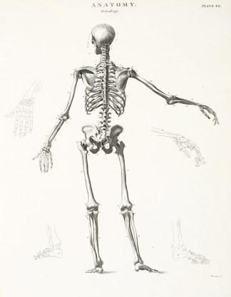 [Skeleton-posterior view] Anatomical Various