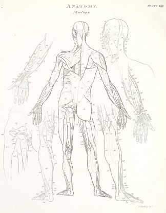 [Skeleton-posterior view] Anatomical Various