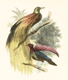 Birds of Paradise. – Paradiscidae. General