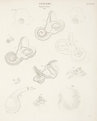 [Ear] Anatomical Various