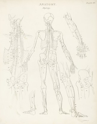 [Skeleton-posterior view] Anatomical Various