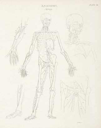 [Skeleton-anterior view] Anatomical Various