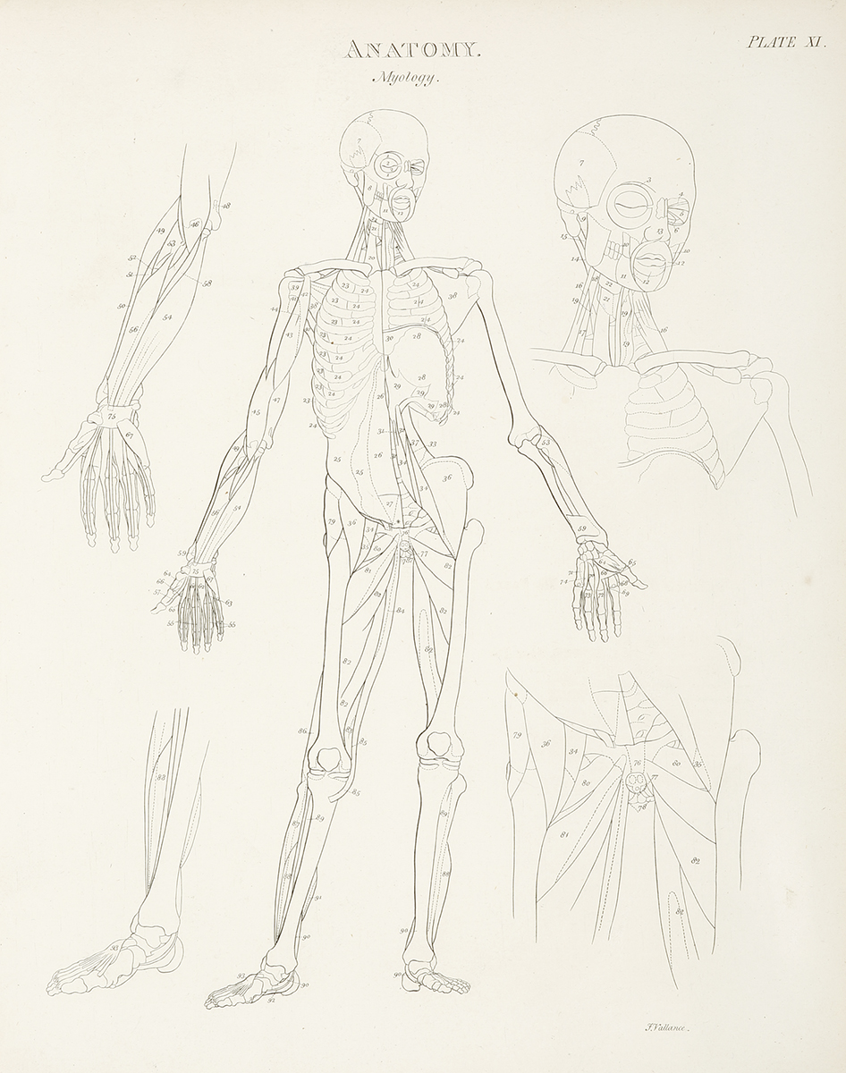 [Skeleton-anterior view] - Antique Print from 1820
