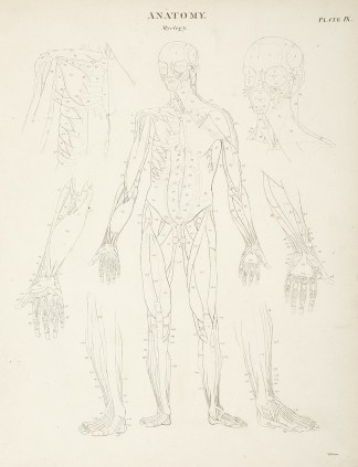[Skeleton-anterior view] Anatomical Various
