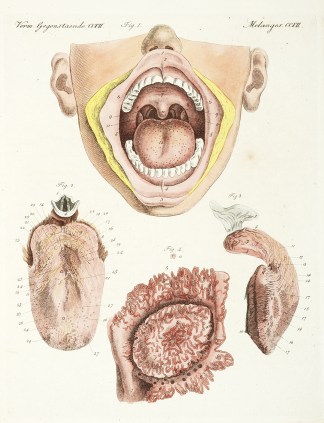 [Mouth / Tongue] Anatomical Various