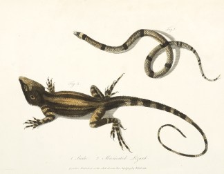 1 Snake 2 Muricated Lizard. Reptiles & Amphibians