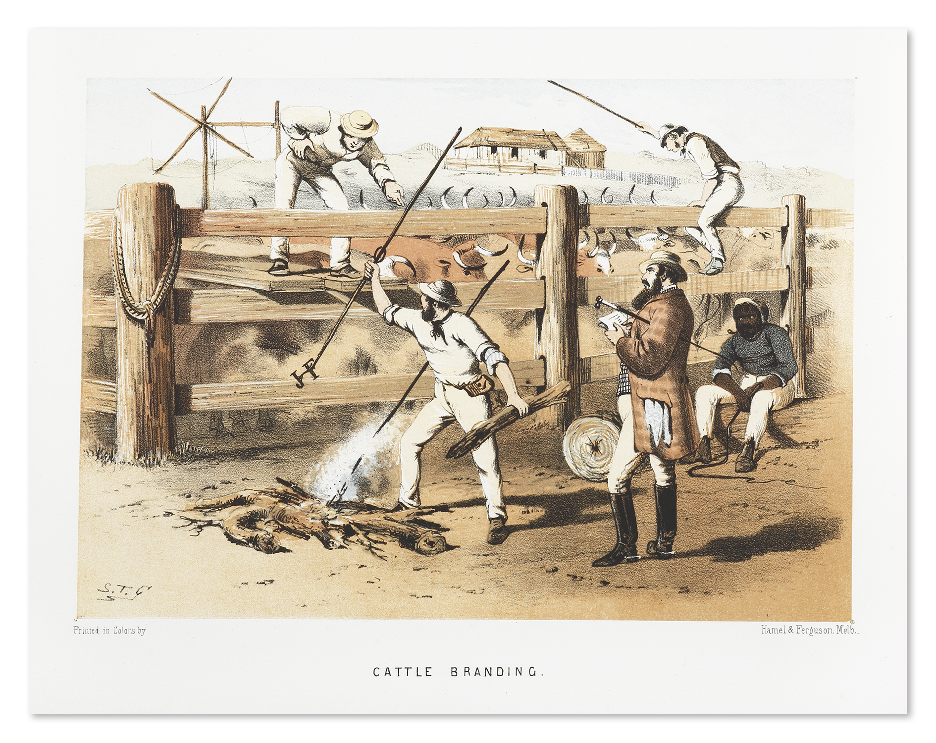 Cattle Branding - Antique Print from 1864