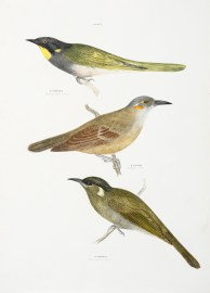P. Flavicula. Yellow Throated Honey Eater. P. Filigra. Streaked H. eater. P. Chrysotis. Yellow Eared Honeyeater.