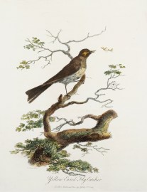 Yellow Eared Fly Catcher.