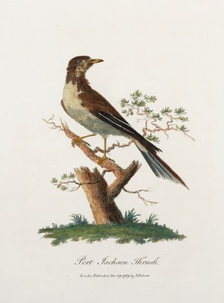 Port Jackson Thrush. Australian