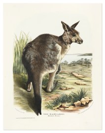 The Kangaroo (Macropus Major)
