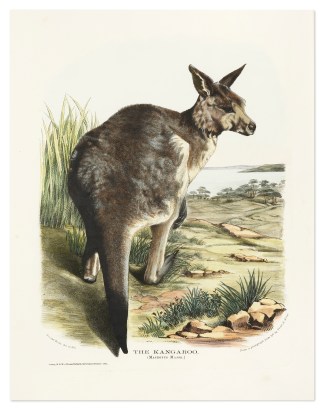 The Kangaroo (Macropus Major) Australian - General