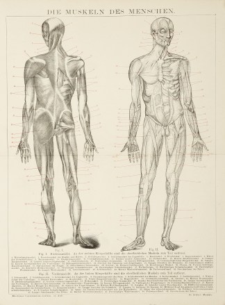 Die Muskeln des Menschen. Anatomical Various