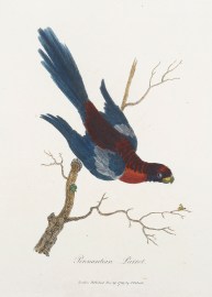 Pennantian Parrot.