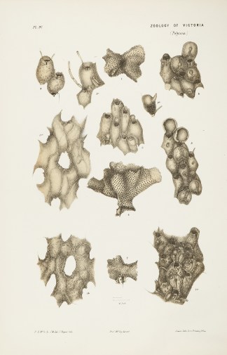 Figs. 1-3. Form Umbonata. Figs. 4-6. Ret… Prodromus of the Zoology of Victoria