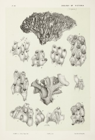 Figs. 1-3. Form Monlifera. Figs.4-8. For… Prodromus of the Zoology of Victoria
